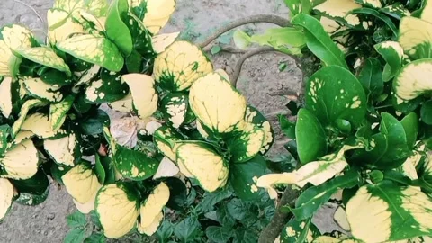 View of green and yellow leafed flowers in the garden Stock Footage 312455265