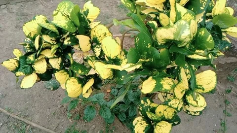 View of green and yellow leafy flowers on grass background Stock Footage 312447635