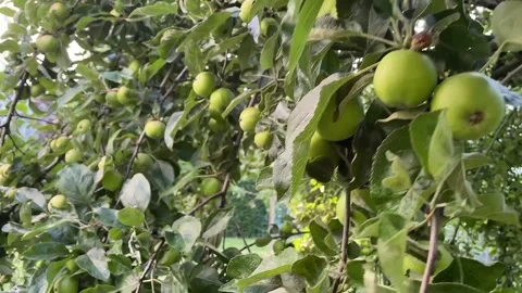 View of green apples Stock Footage 234846682