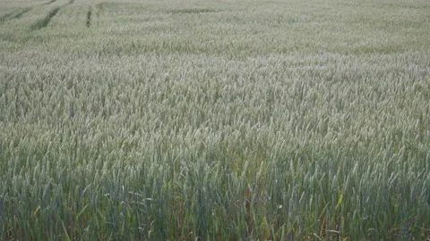 View of green barley field Stock Footage 169328869