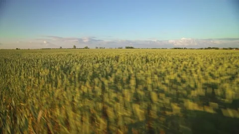 View of the green barley field while driving. Ripening crops under the warm sun. Stock-Footage 154158827