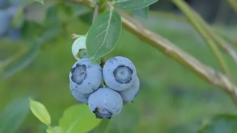 View of green berries Stock Footage 236152066