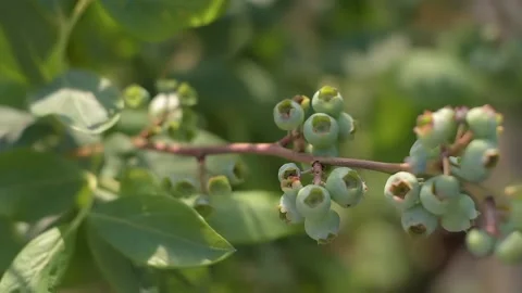 View of green berries Stock Footage 236155377