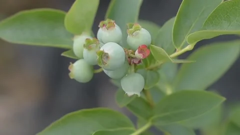 View of green berries Stock Footage 236155544