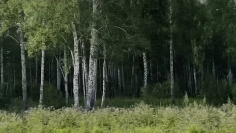 View of the green birch forest from a moving car. Side view. Stock Footage 217399201
