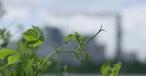 View of green branches on foreground and industrial factory with smoking chim Stock Footage 76936756