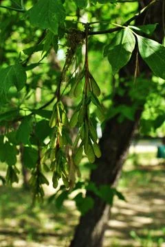 View of the green branches of a maple tree with seeds. Stock Photos