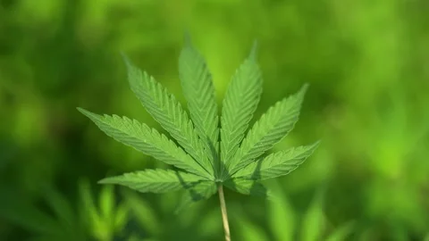 View of a green cannabis leaf in the wild, Nepal. Stock Footage 335607621