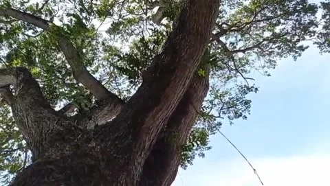The view of the green canopy framing the blue sky. Stock Footage 327529999