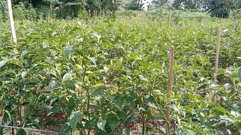 View of green cayenne pepper fruit Stock Footage 310488526