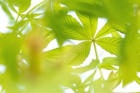 View of green chestnut branches developing in the wind on a white background. Stock Photos