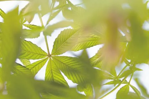 View of green chestnut branches developing in the wind on a white background. Stock Photos