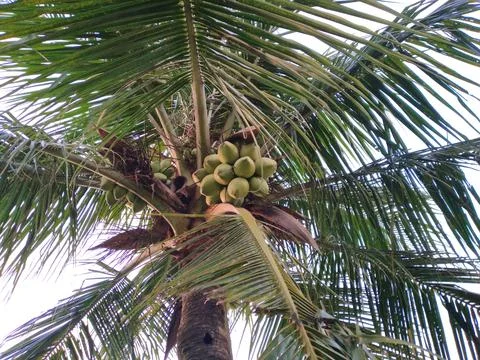 View of Green coconuts hanging from the tree. Natural background 스톡 사진