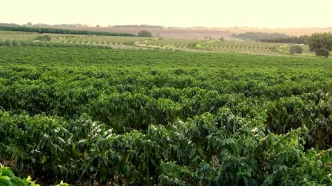 View of green coffee field Video stock 159758959