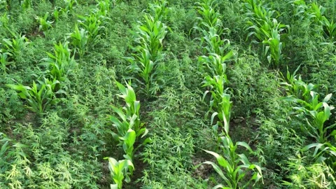 View of green corn stalks and lush vegetation in a field, Nepal. Vídeo Stock 335607701