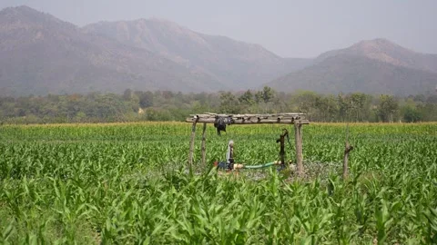 View of a green cornfield and mountains, Nepal. Vídeos de archivo 335606469