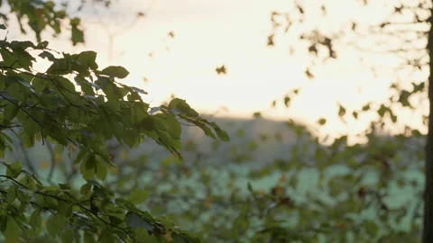 View into the green of a deciduous forest. The focus is on a branch with leaves Stock Footage 239115558