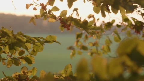 View into the green of a deciduous forest. The focus is on a branch with leaves Stock Footage 239115713