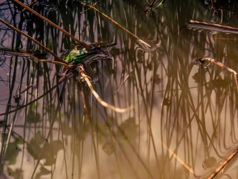 View of a green dotted treefrog  sitting on a twig, in the middle of a pond w Foto stock