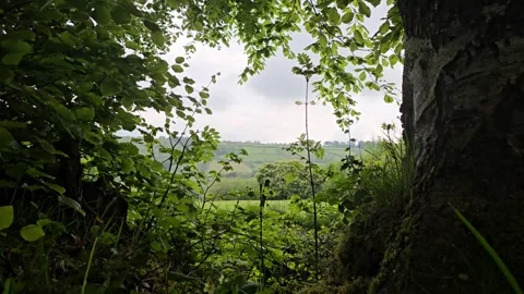 View of green farmland through gap in hedge, with green leaves blowing in the Stock Footage 340149158