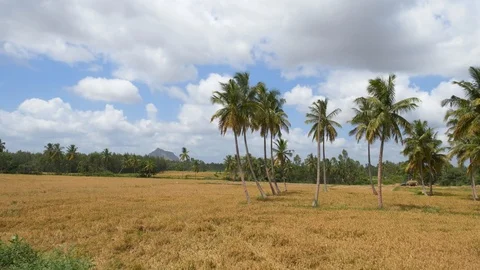 View of green field with coconut trees and clouds in rural India 動画素材 111303872