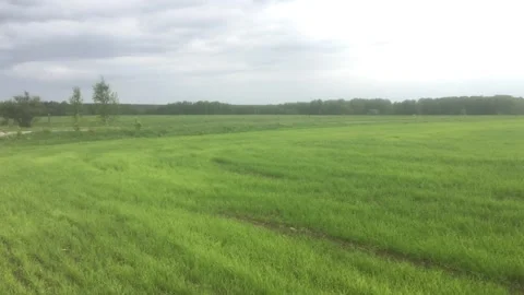 View of the green field with forest and clouds Stock Footage 299736018