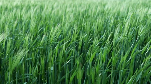 View of the green field in the sunset rays. ears of green wheat Stock Footage 197002823