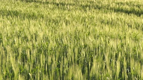 View of the green field in the sunset rays. ears of green wheat Stock Footage 197003390