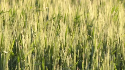 View of the green field in the sunset rays. ears of green wheat Stock Footage 200784540