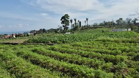 A view of green fields and vegetable farms under blue sky. Stock Footage 340045270