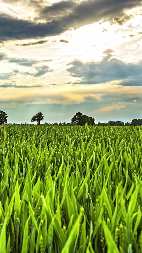 View of green fields under a dramatic sunset sky in Latvia. Stock Footage 339951652