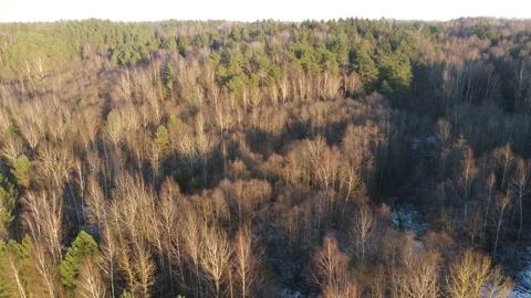 View of the green forest from above Stock Footage 144502007