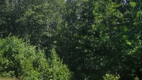 View of the green forest and environment from a window of quickly moving trai Stock Footage 91929669