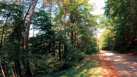 View to green forest. Vídeo Stock 168449113