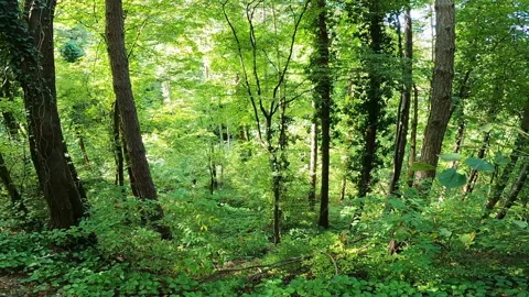 View to green forest. 스톡 동영상 168449135