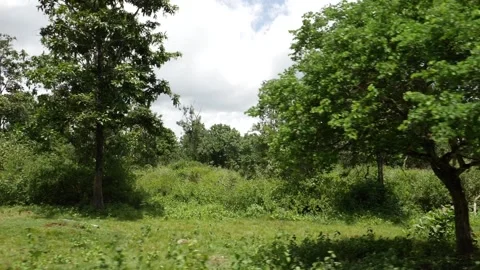 View of green forest , Indian forest view Vídeo Stock 156955965