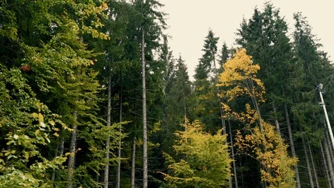 A view of green forest of the mountains landscape. Stock Footage 110811108