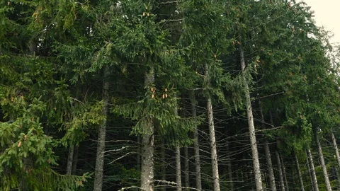 A view of green forest of the mountains landscape. Stock Footage 110811114