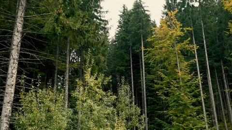 A view of green forest of the mountains landscape. Stock Footage 110811210