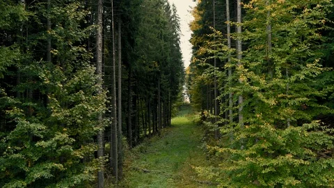 A view of green forest of the mountains landscape Stock-Footage 110811266