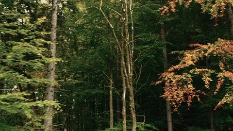 A view of green forest of the mountains landscape Stock Footage 110811350