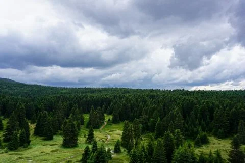Up view of a green forest Stock Photos