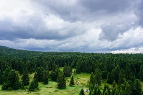 Up view of a green forest Stock Photos