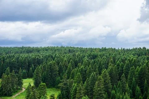 Up view of a green forest 스톡 사진