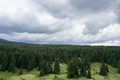 Up view of a green forest Stock Photos