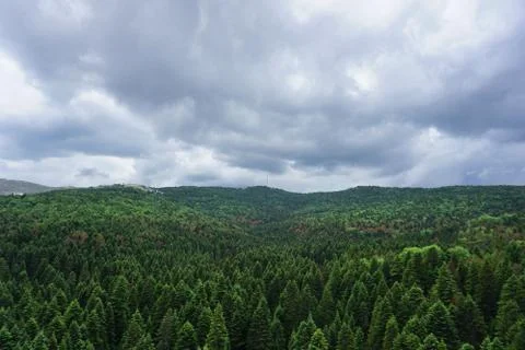 Up view of a green forest Stock Photos