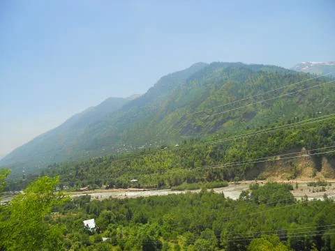 View of a green forest Photos