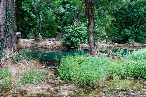 View on green forest Stock Photos