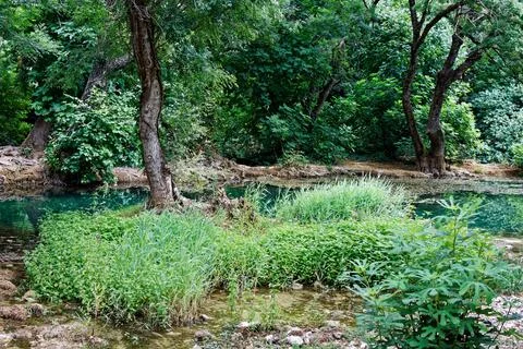 View on green forest Stock Photos