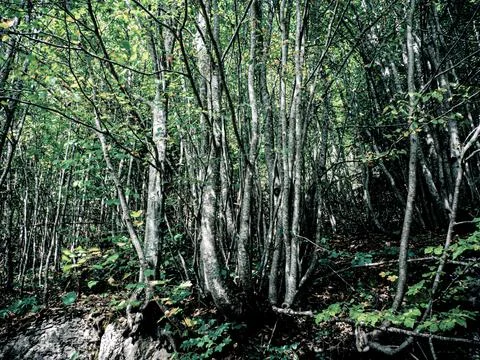 View of green forest Stock Photos